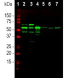 Western Blot - Anti-Peripherin Antibody (A85430) - Antibodies.com