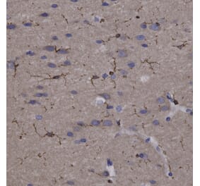 Immunohistochemistry - Anti-Coronin 1a Antibody (A85431) - Antibodies.com