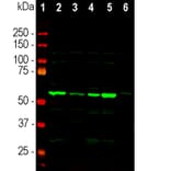 Western Blot - Anti-Coronin 1a Antibody (A85431) - Antibodies.com