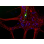 Immunofluorescence - Anti-Peripherin Antibody [7C5] (A85432) - Antibodies.com