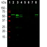 Western Blot - Anti-Peripherin Antibody [7C5] (A85432) - Antibodies.com