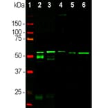 Western Blot - Anti-Peripherin Antibody [8G2] (A85433) - Antibodies.com