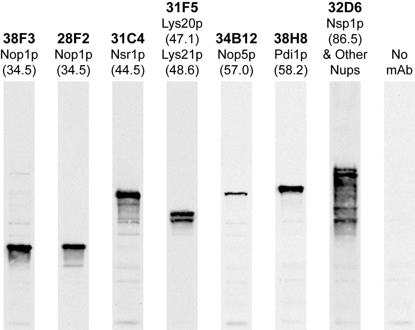 Western blots of whole yeast protein extracts with a collection of our antibodies. The blot for Anti-Pdi1p Antibody is in the indicated lane and the number indicates the SDS-PAGE molecular weight in kDas.