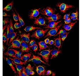 Immunofluorescence - Anti-HSP60 Antibody (A85437) - Antibodies.com