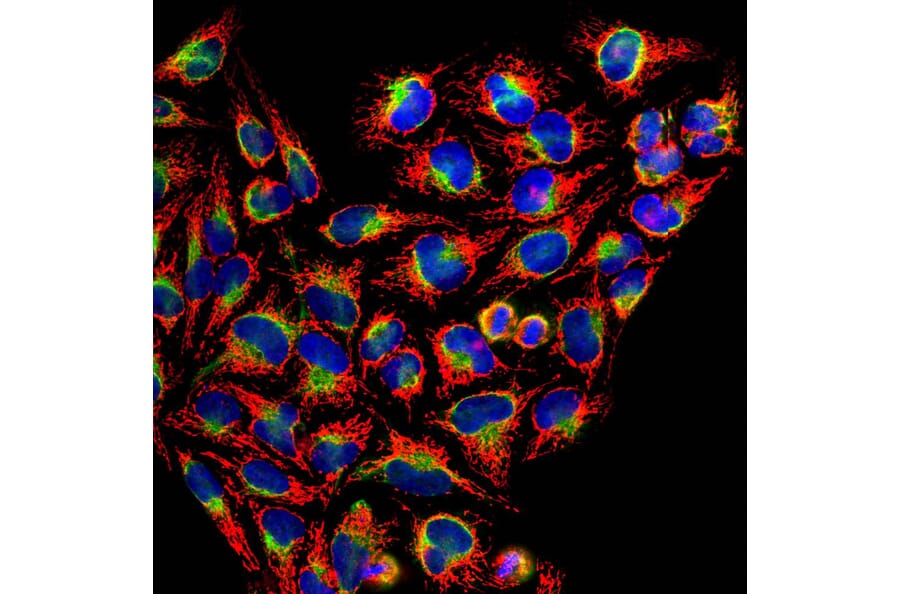 Immunofluorescence - Anti-HSP60 Antibody (A85437) - Antibodies.com