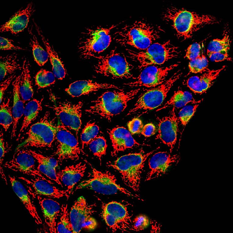 Immunofluorescence - Anti-HSP60 Antibody (A85437) - Antibodies.com