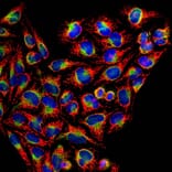 Immunofluorescence - Anti-HSP60 Antibody (A85437) - Antibodies.com