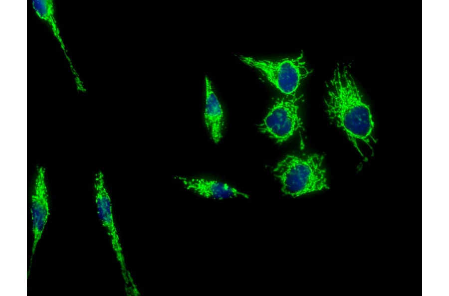 Immunofluorescence - Anti-HSP60 Antibody (A85437) - Antibodies.com