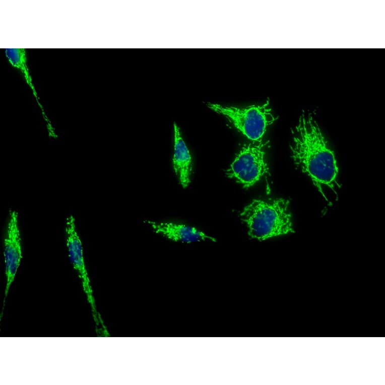 Immunofluorescence - Anti-HSP60 Antibody (A85437) - Antibodies.com