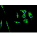 Immunofluorescence - Anti-HSP60 Antibody (A85437) - Antibodies.com