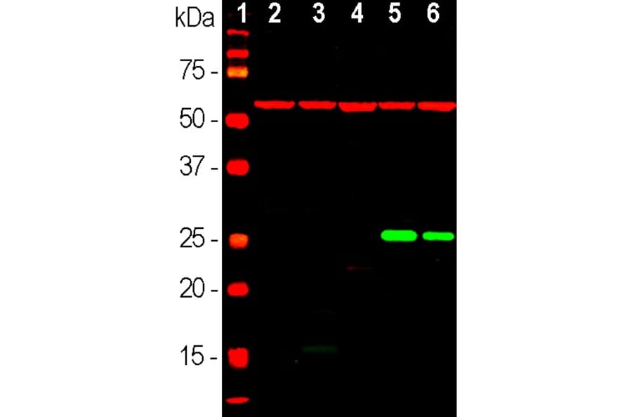 Western Blot - Anti-HSP60 Antibody (A85437) - Antibodies.com
