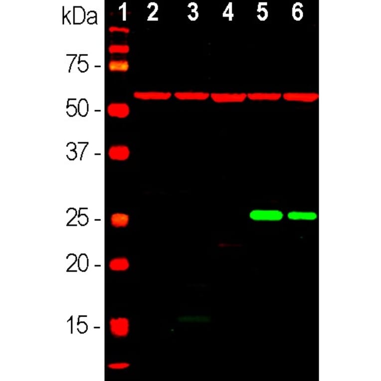 Western Blot - Anti-HSP60 Antibody (A85437) - Antibodies.com