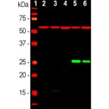 Western Blot - Anti-HSP60 Antibody (A85437) - Antibodies.com