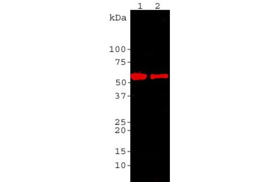Western Blot - Anti-HSP60 Antibody (A85437) - Antibodies.com
