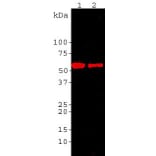 Western Blot - Anti-HSP60 Antibody (A85437) - Antibodies.com
