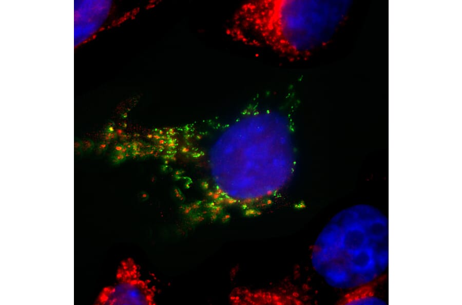 Immunofluorescence - Anti-HSP60 Antibody (A85437) - Antibodies.com