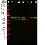 Western Blot - Anti-HSP60 Antibody (A85437) - Antibodies.com