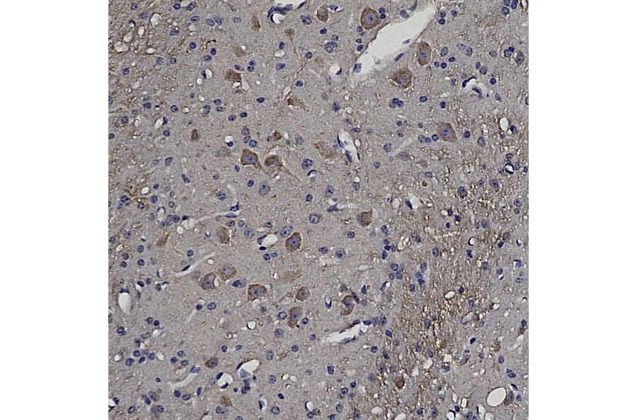 Immunohistochemistry - Anti-HSP60 Antibody (A85437) - Antibodies.com