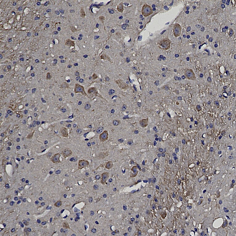 Immunohistochemistry - Anti-HSP60 Antibody (A85437) - Antibodies.com
