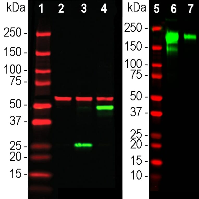 Western Blot - Anti-HSP60 Antibody (A85437) - Antibodies.com