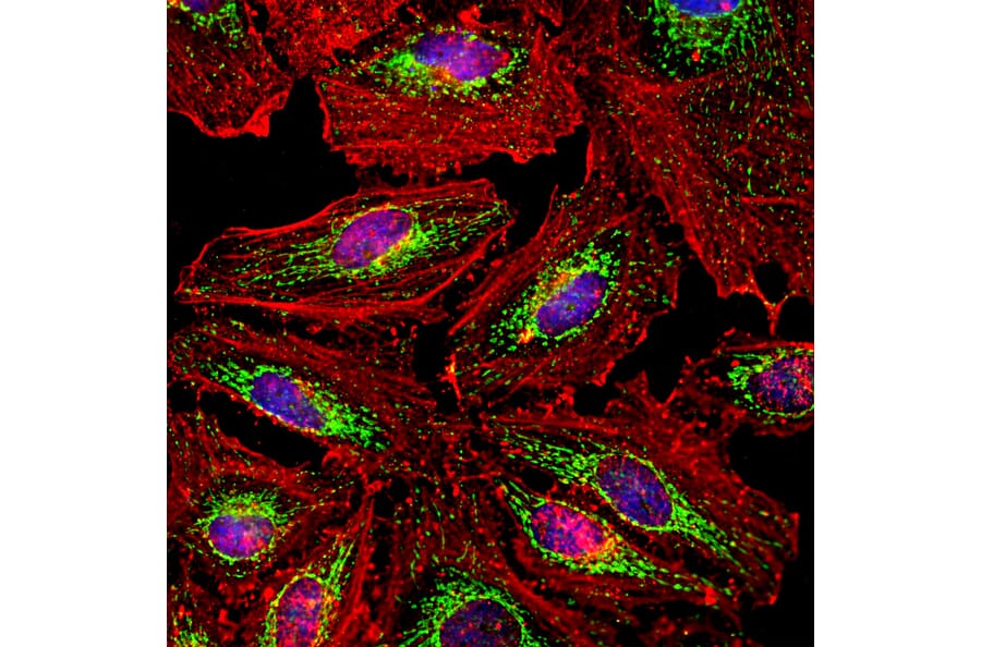 Immunofluorescence - Anti-HSP60 Antibody (A85438) - Antibodies.com