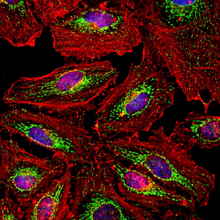 Immunofluorescence - Anti-HSP60 Antibody (A85438) - Antibodies.com
