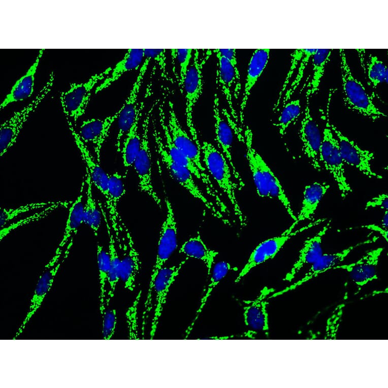 Immunofluorescence - Anti-HSP60 Antibody (A85438) - Antibodies.com