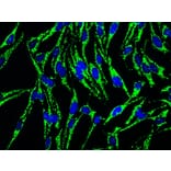 Immunofluorescence - Anti-HSP60 Antibody (A85438) - Antibodies.com