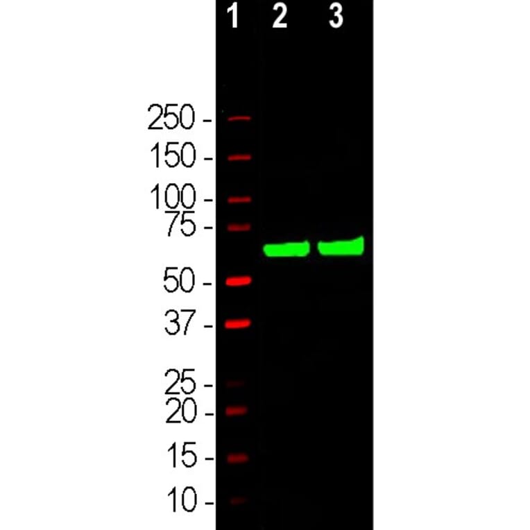 Western Blot - Anti-HSP60 Antibody (A85438) - Antibodies.com