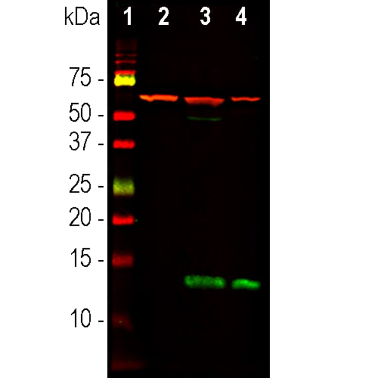 Western Blot - Anti-HSP60 Antibody (A85438) - Antibodies.com