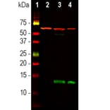 Western Blot - Anti-HSP60 Antibody (A85438) - Antibodies.com
