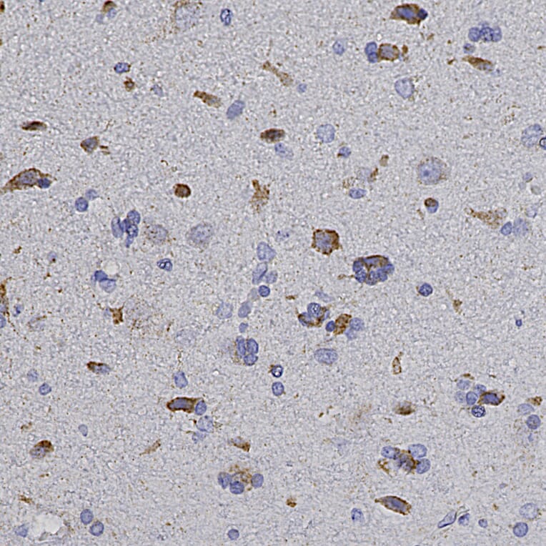 Immunohistochemistry - Anti-HSP60 Antibody (A85438) - Antibodies.com