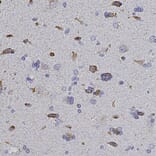 Immunohistochemistry - Anti-HSP60 Antibody (A85438) - Antibodies.com