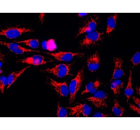 Western Blot - Anti-HSP60 Antibody [1C7] (A85439) - Antibodies.com