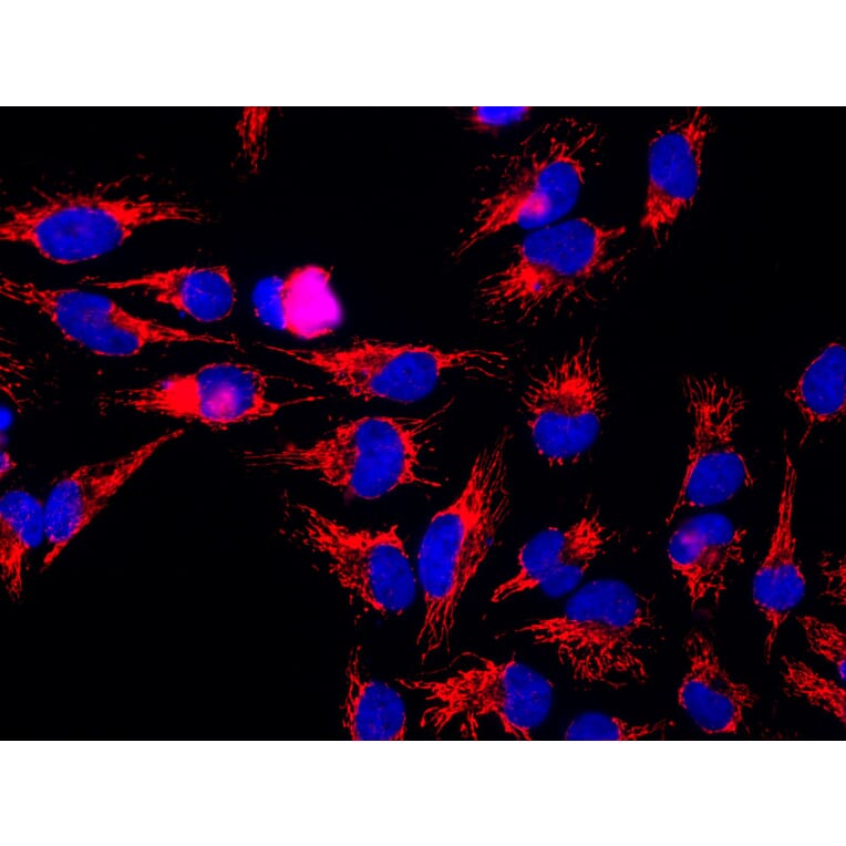 Western Blot - Anti-Heat Shock Protein 60 Antibody (A85439) - Antibodies.com