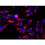 Western Blot - Anti-Heat Shock Protein 60 Antibody (A85439) - Antibodies.com