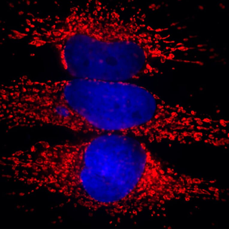 Immunofluorescence - Anti-Heat Shock Protein 60 Antibody [1C7] (A85439) - Antibodies.com