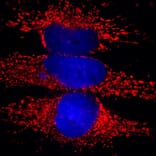 Immunofluorescence - Anti-Heat Shock Protein 60 Antibody [1C7] (A85439) - Antibodies.com