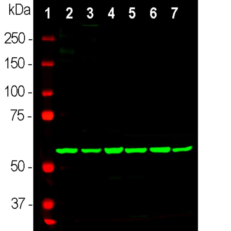 Western Blot - Anti-HSP60 Antibody [1C7] (A85439) - Antibodies.com