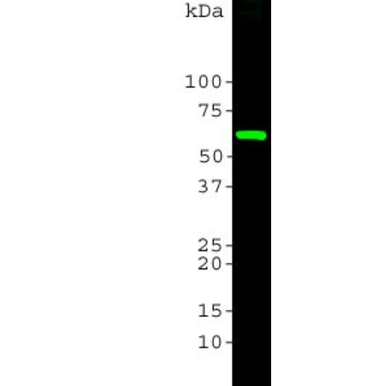 Western Blot - Anti-Heat Shock Protein 60 Antibody (A85439) - Antibodies.com