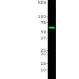 Western Blot - Anti-Heat Shock Protein 60 Antibody (A85439) - Antibodies.com