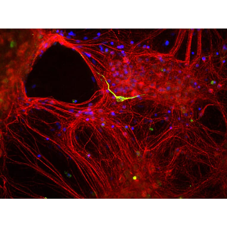 Immunofluorescence - Anti-alpha Internexin Antibody (A85441) - Antibodies.com