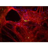 Immunofluorescence - Anti-alpha Internexin Antibody (A85441) - Antibodies.com