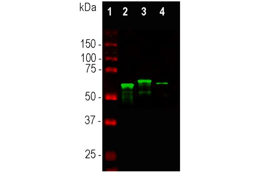 Western Blot - Anti-alpha Internexin Antibody (A85441) - Antibodies.com