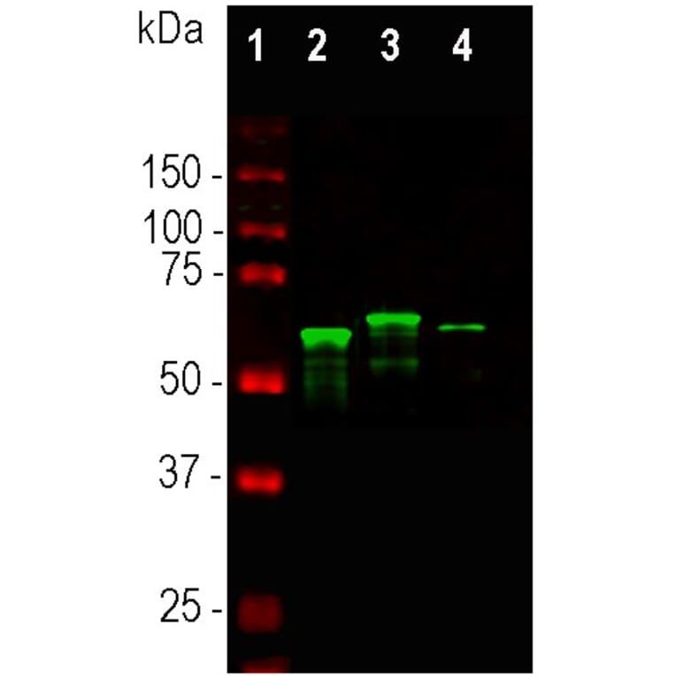 Western Blot - Anti-alpha Internexin Antibody (A85441) - Antibodies.com
