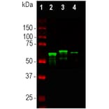 Western Blot - Anti-alpha Internexin Antibody (A85441) - Antibodies.com