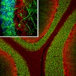 Immunofluorescence - Anti-alpha Internexin Antibody (A85441) - Antibodies.com