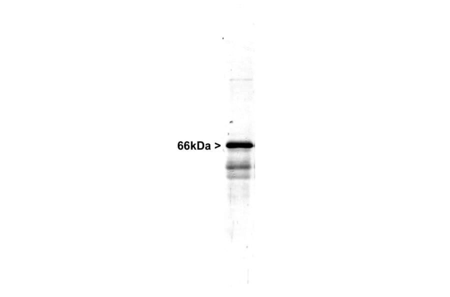Western Blot - Anti-alpha Internexin Antibody (A85441) - Antibodies.com