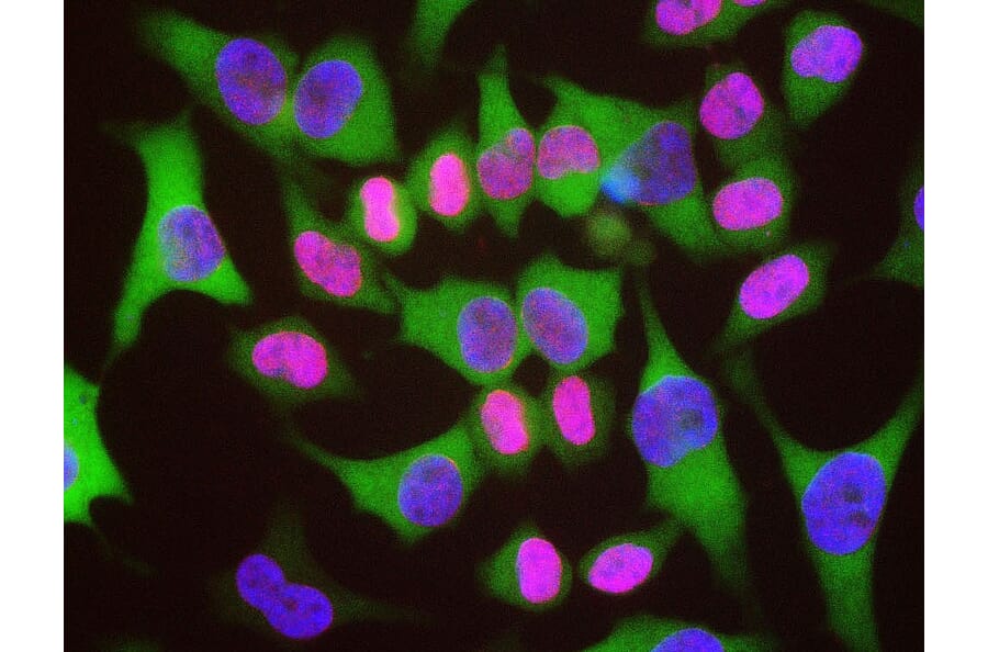 Immunofluorescence - Anti-Lamin A/C Antibody (A85442) - Antibodies.com