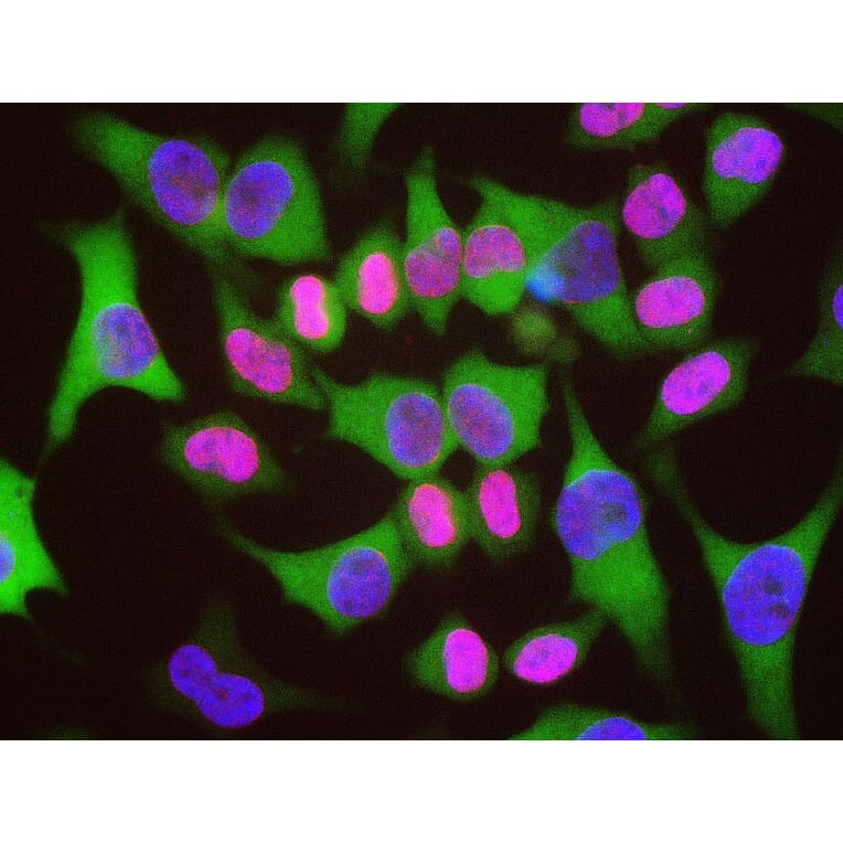 Immunofluorescence - Anti-Lamin A/C Antibody (A85442) - Antibodies.com